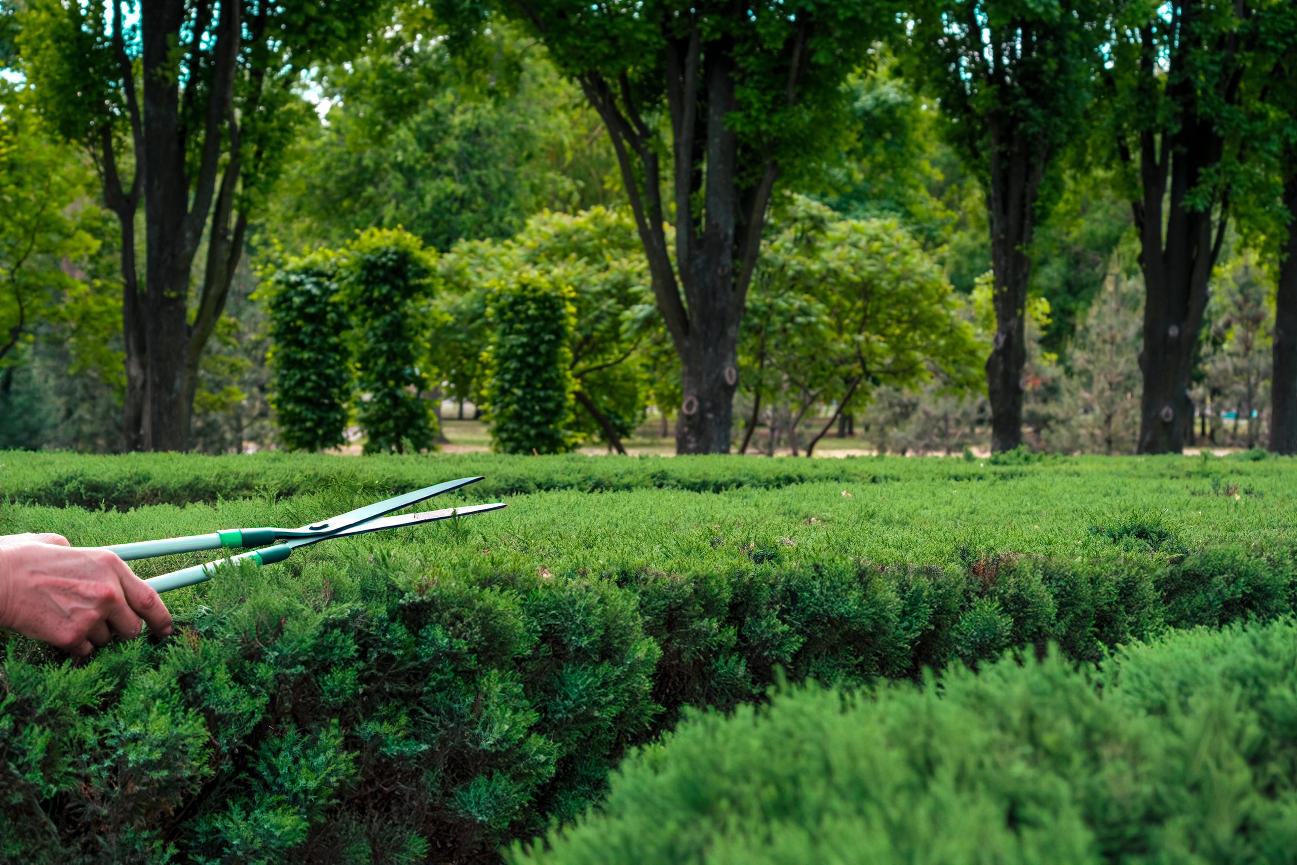 Professional stump grinding service for residential property maintenance in Ottawa-dp Professional stump grinding service for residential property maintenance in Ottawa