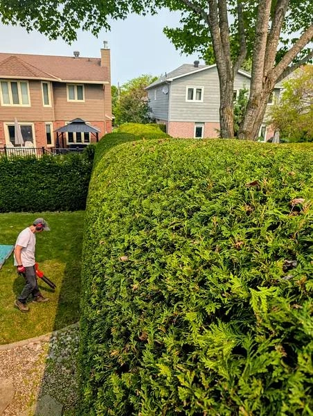 benefits-of-hedge-trimming-and-stump-grinding-in-ottawa-cp Well-maintained Ottawa landscape featuring professionally trimmed hedges and a cleaner outdoor space after stump removal