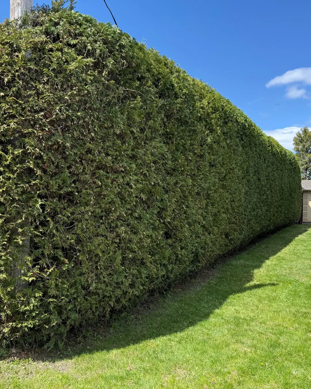 Ottawa Cedar Hedge Trimming & Maintenance Guide Healthy cedar hedge in Ottawa demonstrating professional hedge trimming and regular landscape maintenance for residential properties.