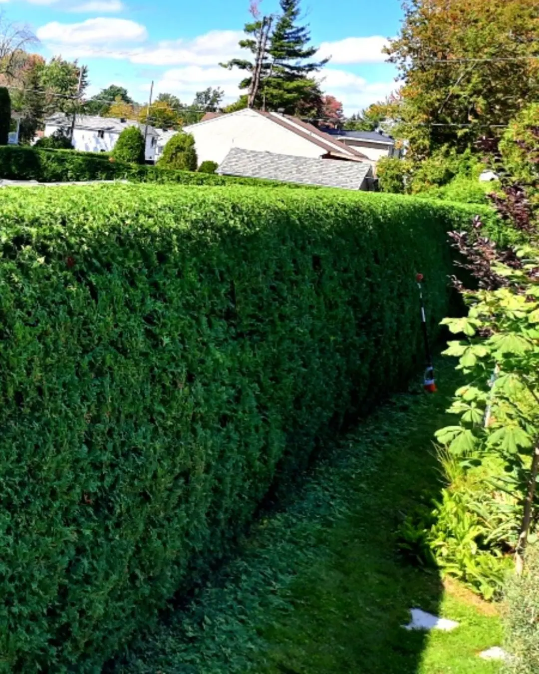Ottawa Service Areas for Professional Hedge Trimming Professional cedar hedge trimming service in Ottawa showcasing well-maintained privacy hedges for residential properties across local service areas.