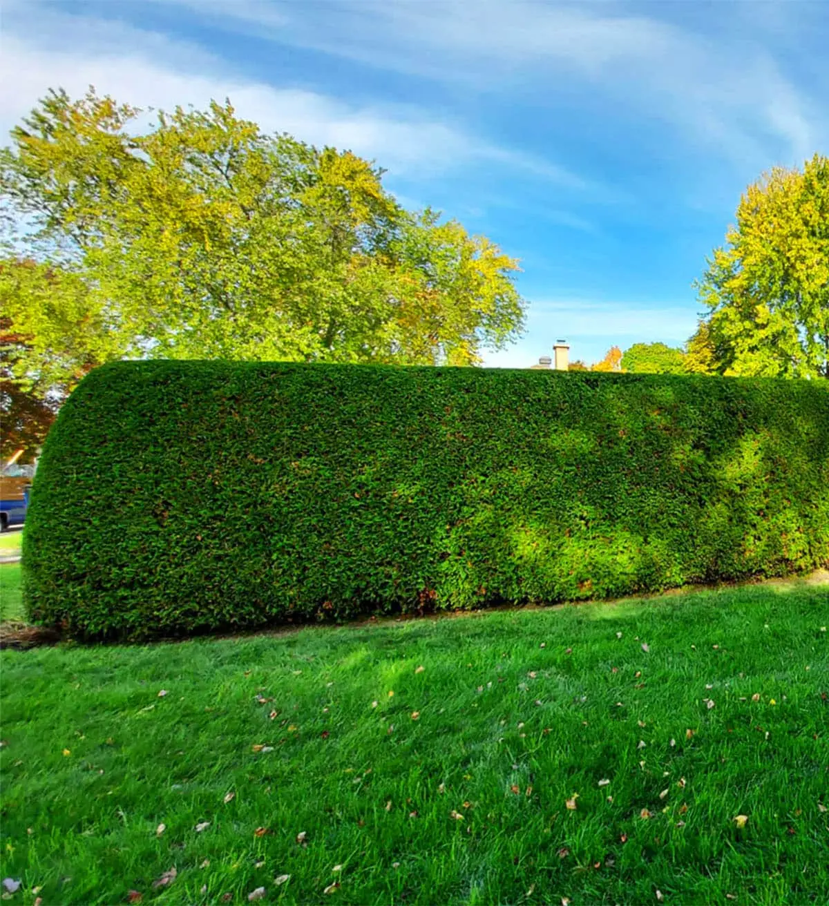 Professional Hedge Trimming Services Across Ottawa Service Areas Well-maintained residential hedge in Ottawa service area after professional hedge trimming