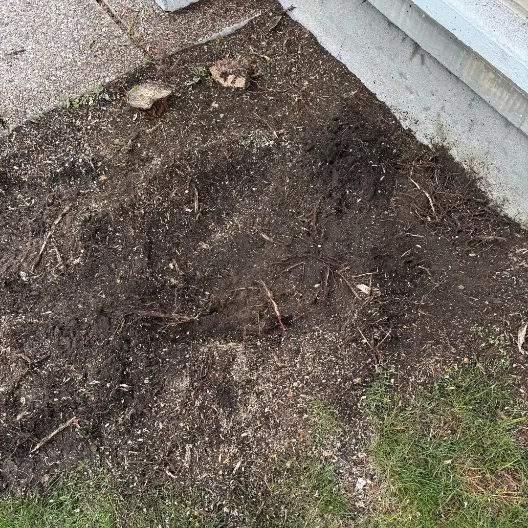 Surface Root Removal After Professional Grinding in Ottawa Surface roots removed and ground below grade near residential foundation in Ottawa