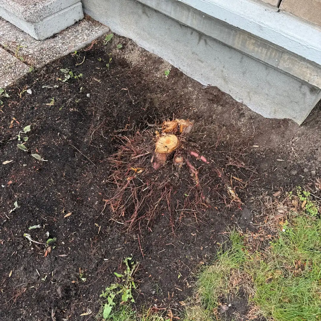 Surface Root Removal Before Service in Ottawa Exposed tree roots near a home foundation before surface root removal service in Ottawa